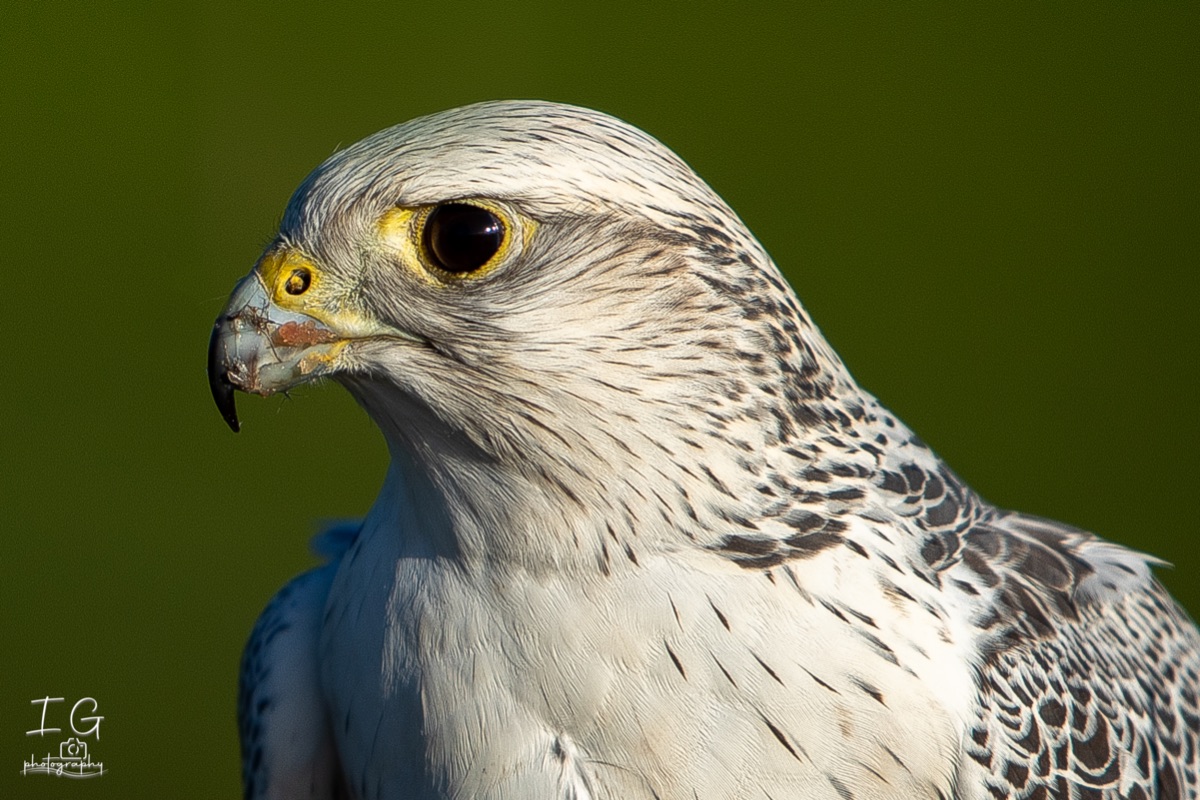 1DX43301 21 november 2021 1211 27